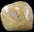 Polished Fossil Coral (Actinocyathus) Head - Morocco #44920-1